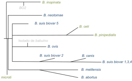 Figura 1 - Posicionamento filogenético das espécies conhecidas de Brucella (Pappas 2010) 