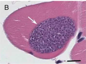 Figura 3  – Sarcocisto intramuscular  corado com  Hematoxilina-Eosina e observado  ao  microscópio ótico