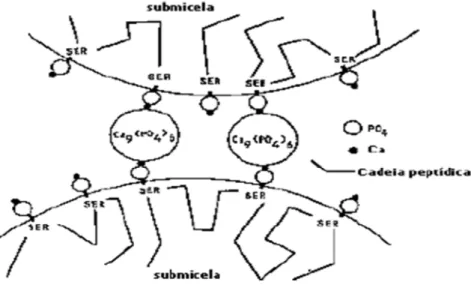 Figura 2 – Esquema de ligação entre duas submicelas por meio do fosfato de  cálcio. (Fonte: Schmidt, 1982) 