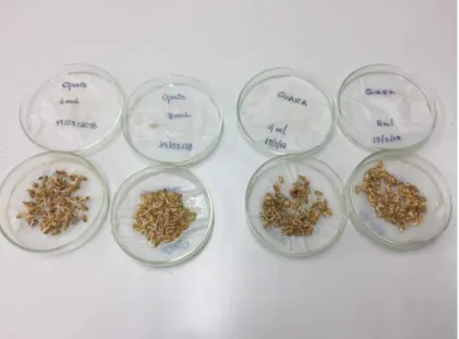 Figura 13 - Energia Germinativa dos grãos de arroz 