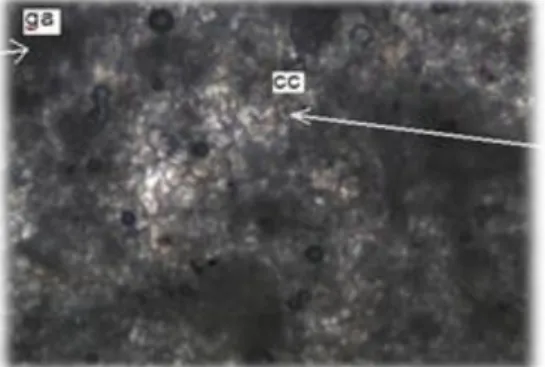 Figura 4 - Aspecto petrográfico geral do calcário travertínico “Bege Bahia”, observando-se glomérulos algálicos  (ga) imersos em cimento carbonático (cc)
