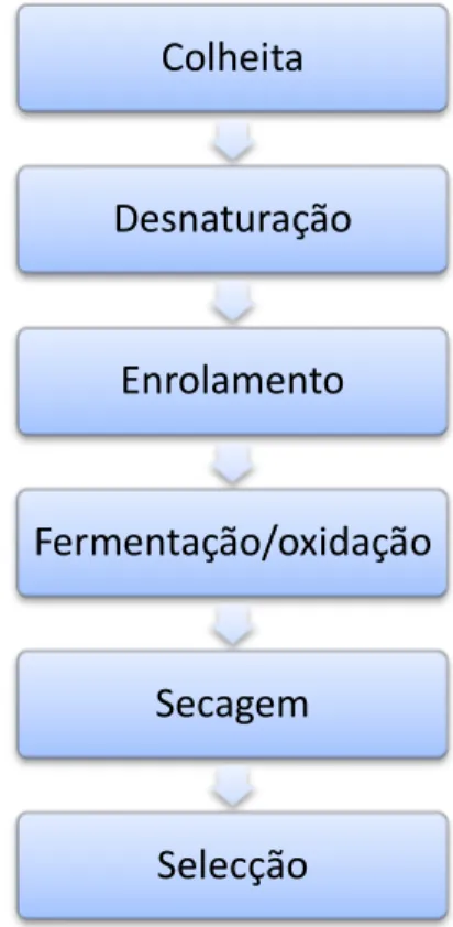 Figura 2 - Processo de produção de chá preto Crush Tear  in Preedy, 2013) 