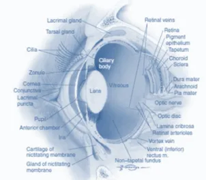 Figura 1: Estrutura interna do olho canino (Adaptado de Slatter, 2001) 
