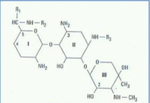 Figura 2: Estrutura química da gentamicina (Adaptado de Chambers, 2004a) 