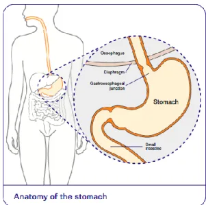 Figura 7: Anatomia do estômago, retirado de Roche F. 2012. 
