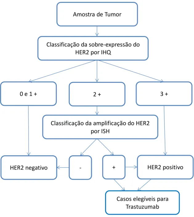 Figura 11: Algoritmo de testes para classificação de HER2 Amostra de Tumor