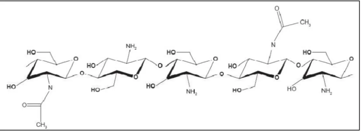 Figura 1: Estrutura química do quitosano  Fonte: Borgognoni et al., 2006 