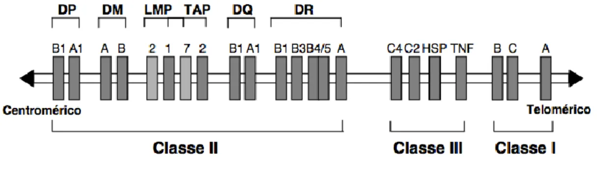 Figura  1 – Estrutura genética do CMH humano, no braço curto do cromossoma 6 (Donadi E., 2000) 