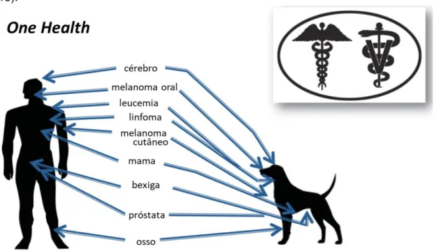 Figura 3 – O Cão como modelo de estudo em oncologia (adaptado de Schiffman &amp; Breen,  2015)