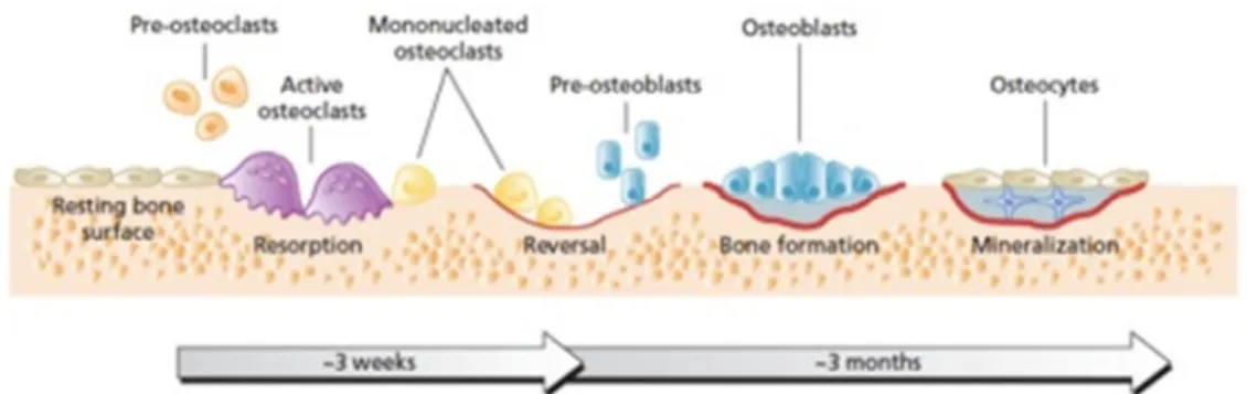 Figura 2. Processo de remodelação óssea (adaptado de [2]) 