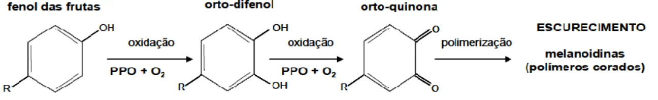 Figura 5  Esquema representativo da reacção de oxidação dos fenóis pela PPO (Adaptado de Kim et al., 2000)