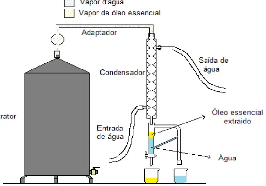 Figura 02: Sistema de Extração do Óleo essencial. 
