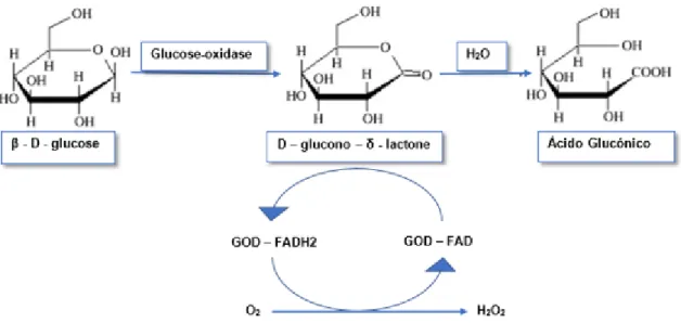 Figura 3.6. Reação da Glucose oxidase. Adaptado de: Bankar et al., 2009 