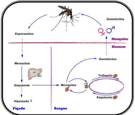Figura 1 - Ciclo de vida dos parasitas que provocam a malária 