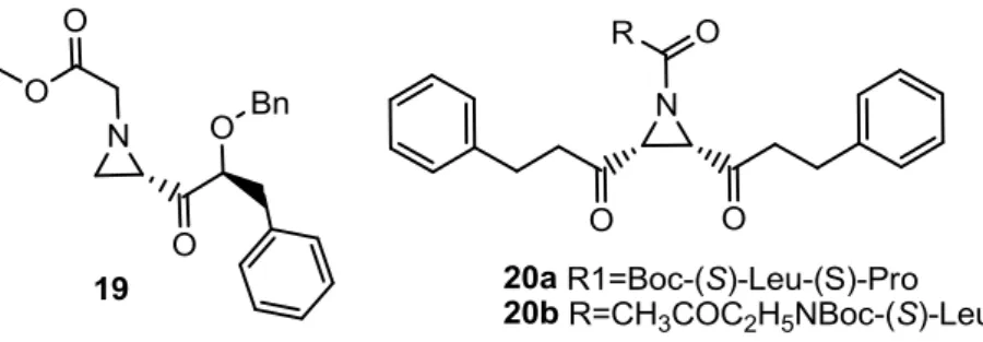 Figura  9-  Inibidores  utilizando  peptidilaziridinas:  Aziridina-2-carbonílica  (19);  Derivados  de  ácidos: Arizidina 2,3-dicarboxílica (20a-b) 