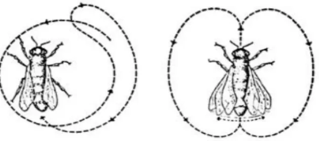 Figura 6: A dança circular e a dança em 8 das abelhas (LOPES, 1980, p. 36) 