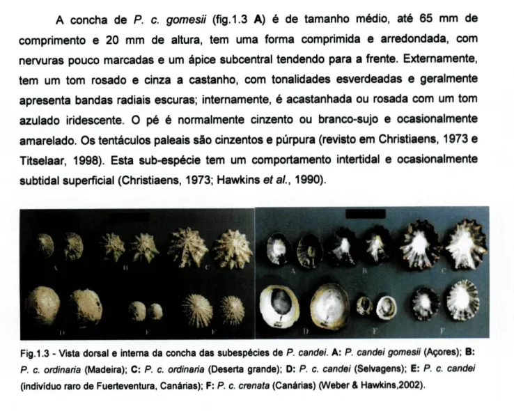 Fig. 1.3 - Vista dorsal e interna da concha das subespécies de P. candei. A: P. candei gomesii (Açores); B: 