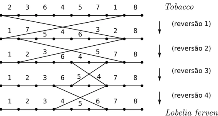 Figura 1.1: Sequência de reversões para transformar a permutação do Tobacco na permu- permu-tação do Lobelia fervens (Tomada de [9]).