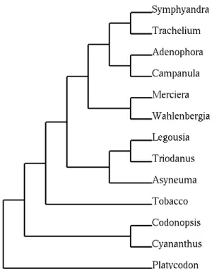 Figura 1.2: Árvore filogenética do dataset Campanulaceae encontrada pelo software MGR [19].