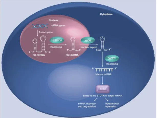 Figura 2 - Ilustração da biogénese de miRNAs (Dias et al.,2013). 