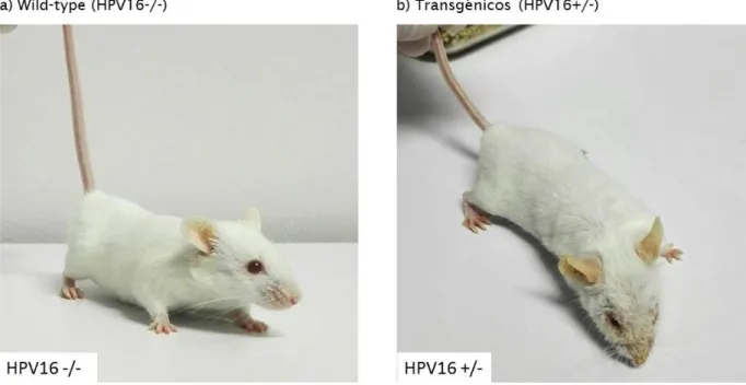 Figura 4 – Análise macroscópica de murganhos wild-type (hpv-/-) e transgénicos (hpv16 +/-)