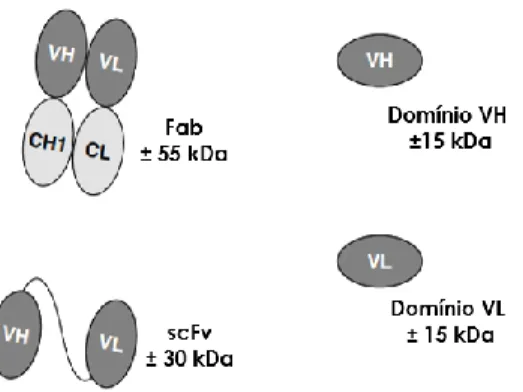 Figura 1.7 – Diferentes fragmentos de anticorpos (adaptado de [84]). 