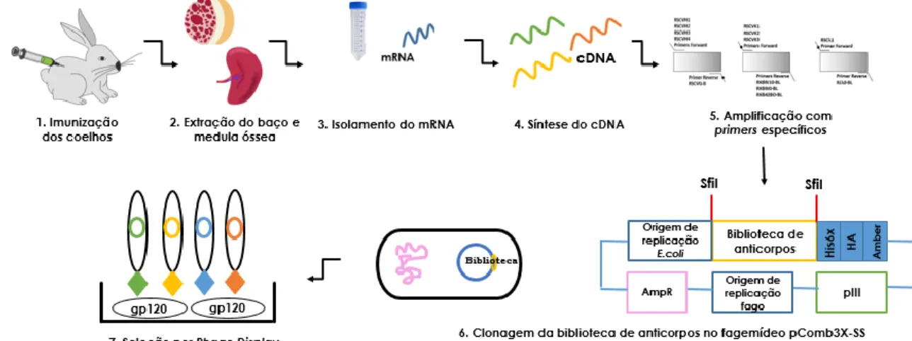 Figura 1.9 – Metodologia seguida no presente trabalho para o desenvolvimento de anticorpos recombinantes