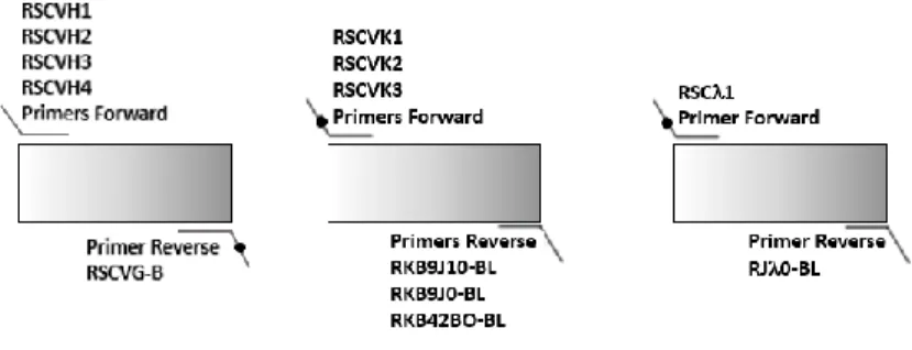 Figura 2.1 – Combinações de primers forward e reverse usados para amplificação das diferentes famílias dos domínios VH e  VL