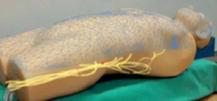 Fig. 1. Holographic view of the interior of a human body replica [1] 