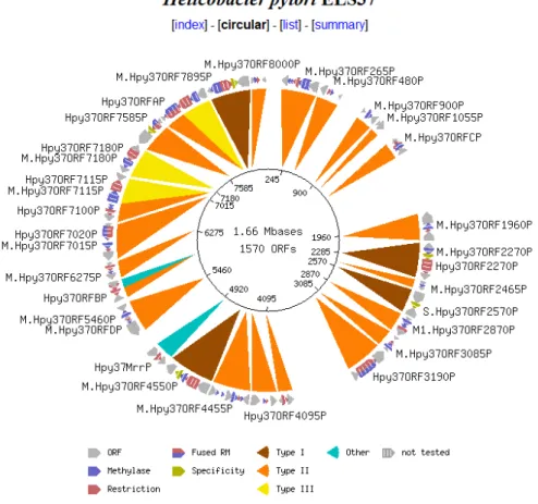 Figura 3.1: Gráfico Circular da Helicobacter pylori ELS37.