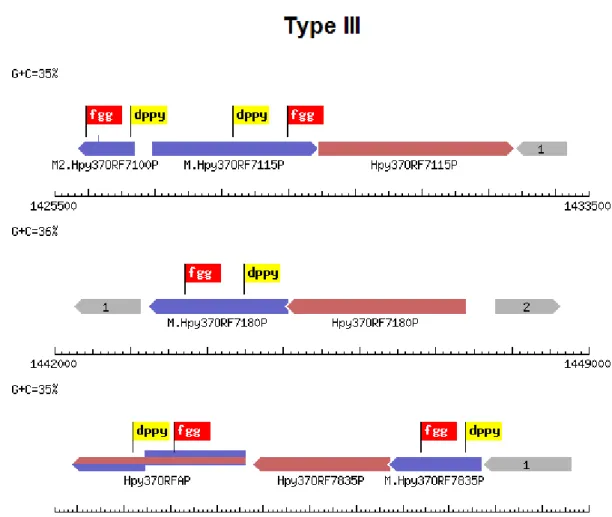 Figura 3.2: Gráfico Linear tipo III da Helicobacter pylori ELS37.