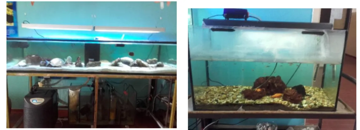 Figura 13 - Os dois aquários presentes no bloco 3. O primeiro é água salgada, o segundo é de água doce