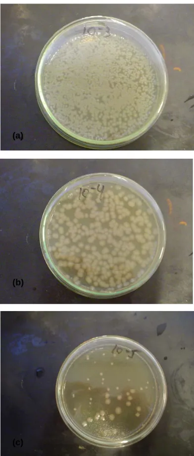 Figura 8: Padronização da suspensão bacteriana da Pseudomonas aeruginosa ATCC 27853  (a) Plaqueamento da suspensão bacteriana na diluição a 10 -3 