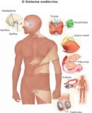 Figura 1.4 – Sistema endócrino humano. Representação das glândulas endócrinas do homem e da  mulher 35 