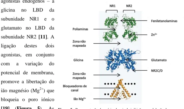 Figura 5 - Representação dos vários locais de inibição e modulação de um  NMDAR