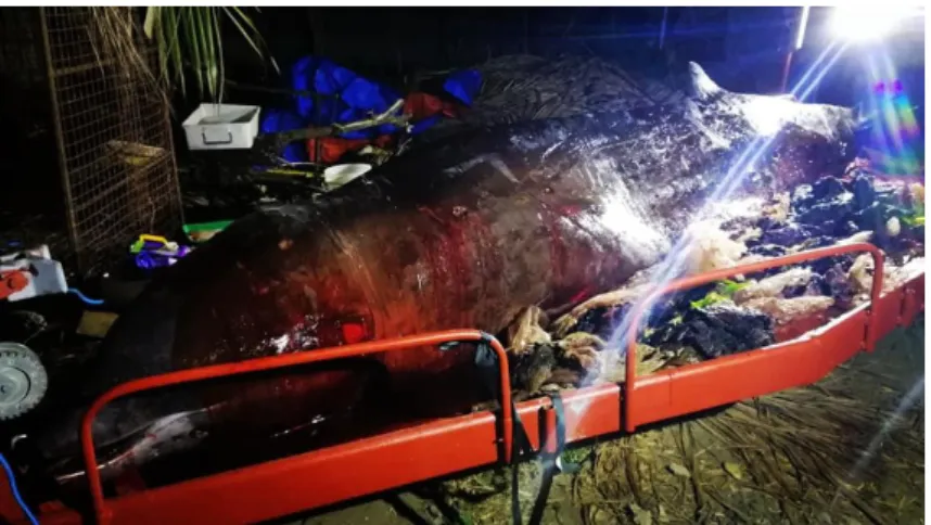 Figura  6:  Baleia  encontrada  morta  nas  Filipinas,  com  40kg  de  plástico no seu interior.