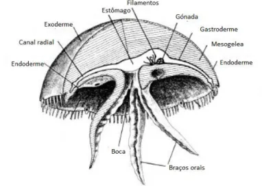Figura 9: Fsiologia das medusas. Imagem adaptada de [43]. 