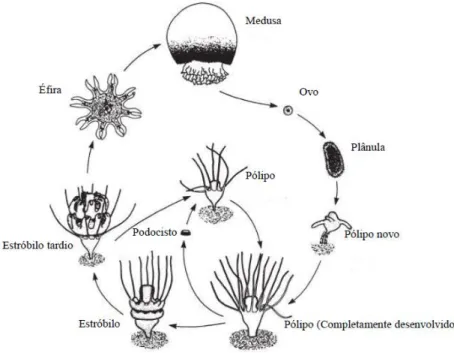 Figura 10: Ciclo de vida das medusas Scyphozoa.Imagem adaptada de [43]. 