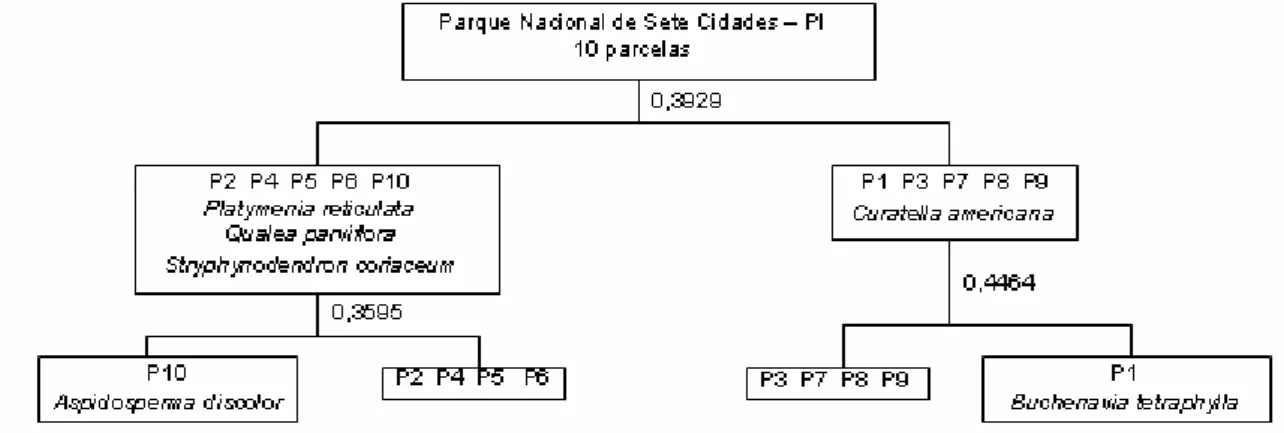 Figura  6.  Classificação  por  TWINSPAN  das  parcelas  amostradas  no  cerrado  sensu  stricto  sobre Neossolo Quartzarênico encontrado no Parque Nacional de Sete Cidades – PI