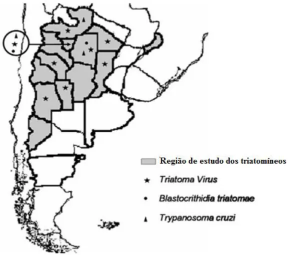 Figura  8:  Distribuição  geográfica  de  Blastocrithidia  triatomae,  Trypanosoma  cruzi  e  TrV em populações naturais de triatomíneos na Argentina