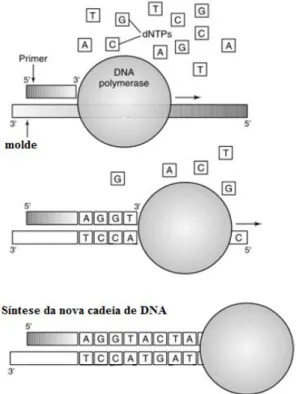 Figura  13:  Durante  o  primeiro  ciclo  de  PCR  a  dupla  cadeia  do  DNA  molde  é  desnaturada