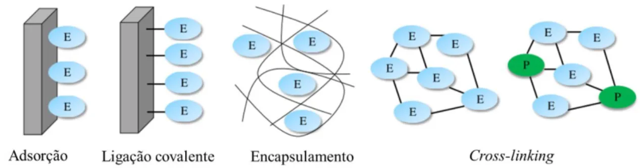 Figura 1.4: Estratégias para a imobilização de enzimas na superfície de um transdutor - adaptado da referência (3)