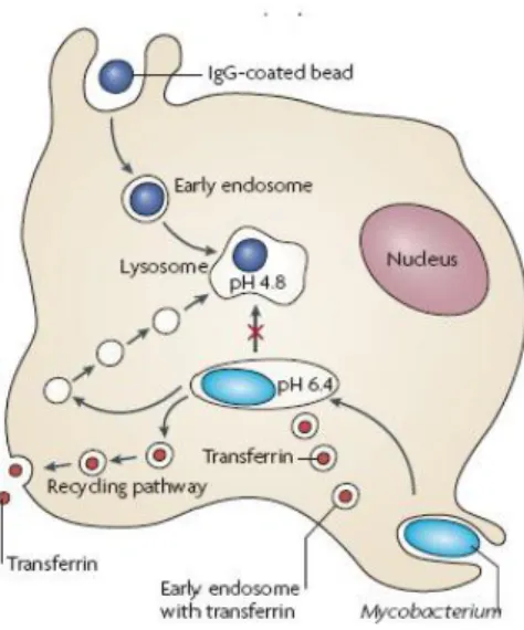 Figura  1.  Tráfego  intracelular  de  M.  tuberculosis  nos  macrófagos.  Após  a  internalização,  os  fagossomas contendo partículas inertes revestidas com IgG acidificam rapidamente para um pH de 5 ou  inferior,  e  as  partículas  inertes  são  subseq