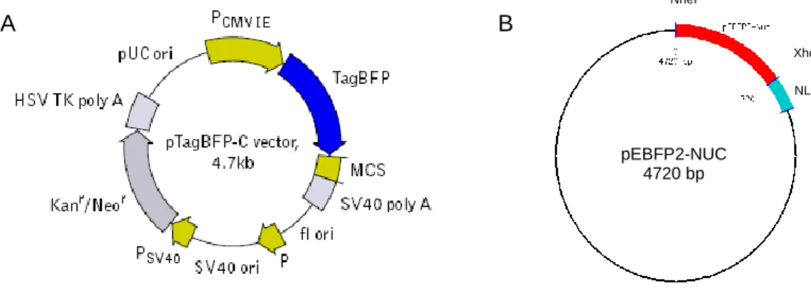 Figura 2. Representação esquemática do plasmídeo pTagBFP-C (A) e pEBFP2-NUC (B).  