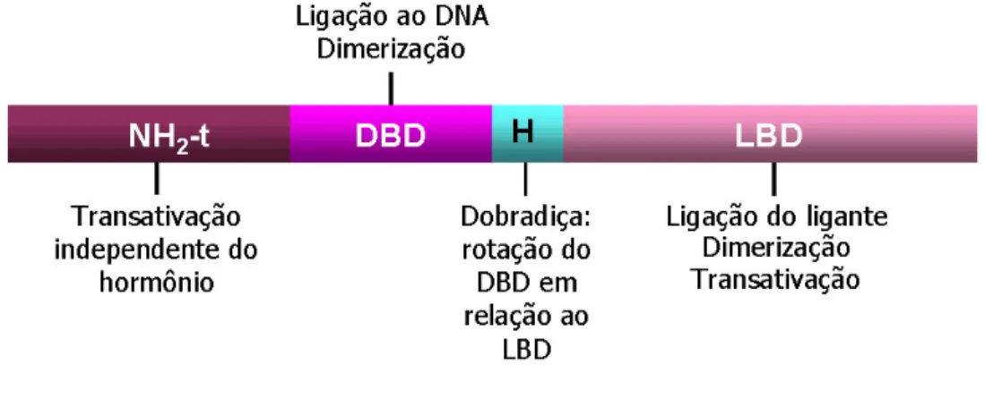 Figura 2: Estrutura linear representando os domínios funcionais dos receptores nucleares e suas  funções: domínio amino-terminal (NH 2 -t), domínio de ligação ao DNA (DBD), dobradiça (Hinge) e domínio de 