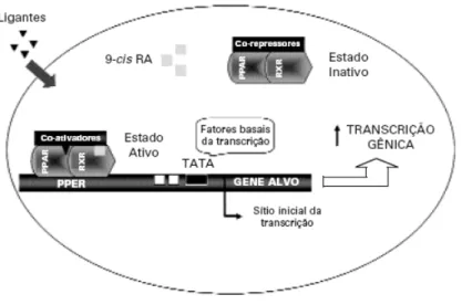 Figura 3: Mecanismo de regulação transcricional do PPAR.  