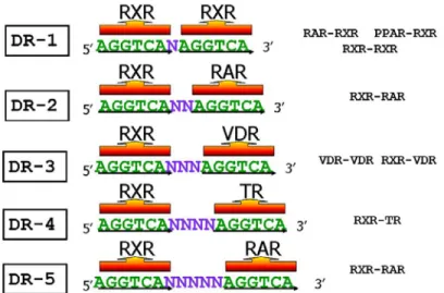 Figura 4: Esquema representando a regra 1 a 5 que especifica a ligação   a repetições diretas (DRs), com espaçamentos variáveis (N), pelo RXR  