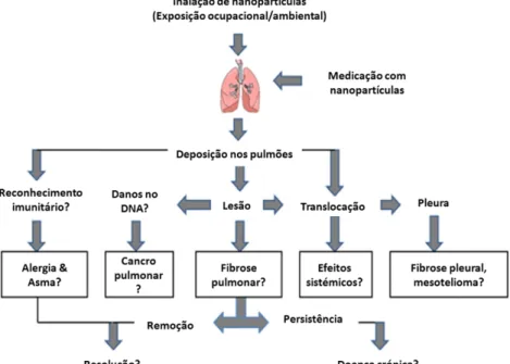 Figura 5 - Efeitos biológicos das NPs (Beaulieu, 2009) 