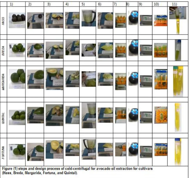 Table  10  reports  the  characteristics  of  different  fruit  varieties  harvested  from  the  Minas Gerais, Rio Paranaíba farm (Tsuge) in Brazil, in mid-August 2015.It clearly  shows an example of their variability particularly in terms of size, oil con