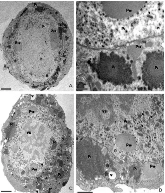 Fig. 3. Ultrastructural analysis of vSynLtx1B12P-infected Tn-5B cells at 72 h.p.i. (A and B) and 96 h.p.i